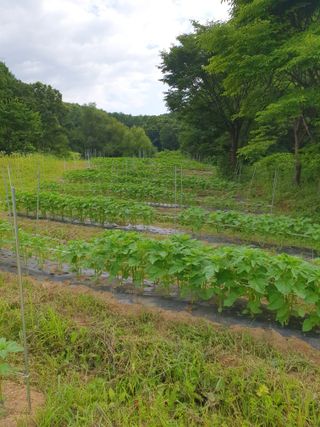 충열사호랑이님의 콩 · 자유게시판 작성글 사진