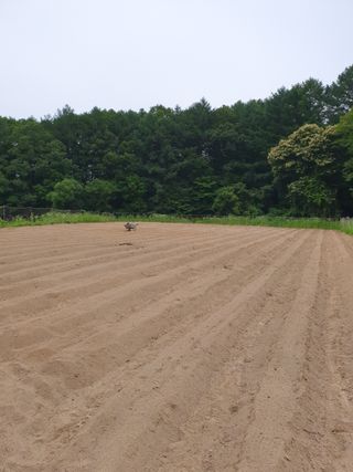 충열사호랑이님의 콩 · 자유게시판 작성글 사진