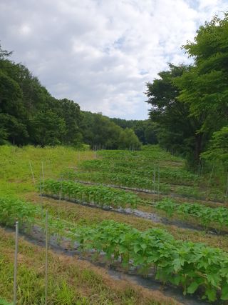 충열사호랑이님의 콩 · 자유게시판 작성글 사진