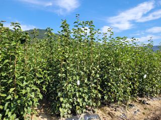 상근농원김덕주님의 가을 농장 자랑해주세요🧑‍🌾 · 참여글 작성글 사진