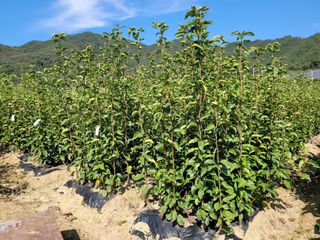 상근농원김덕주님의 가을 농장 자랑해주세요🧑‍🌾 · 참여글 작성글 사진