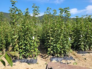 상근농원김덕주님의 가을 농장 자랑해주세요🧑‍🌾 · 참여글 작성글 사진
