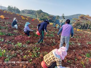 농촌의지킴님의 가을 농장 자랑해주세요🧑‍🌾 · 참여글 작성글 사진