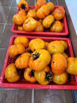 팜모닝 복숭아·영농일지 게시글 이미지