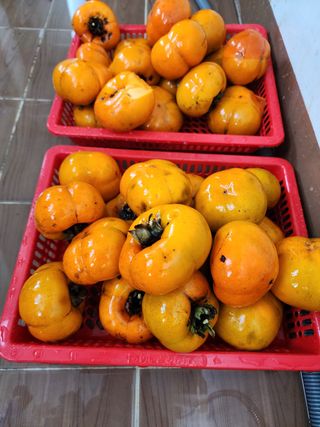 박병한님의 복숭아 · 영농일지 작성글 사진