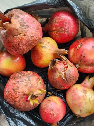 박병한님의 복숭아 · 영농일지 작성글 사진