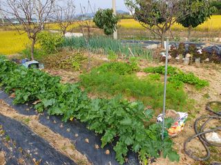 엄기덕님의 고구마 · 영농일지 작성글 사진