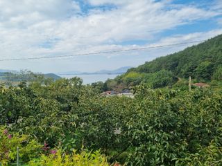 해풍맞은 맛있는 감님의 가을 농장 자랑해주세요🧑‍🌾 · 참여글 작성글 사진