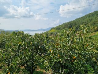 해풍맞은 맛있는 감님의 가을 농장 자랑해주세요🧑‍🌾 · 참여글 작성글 사진