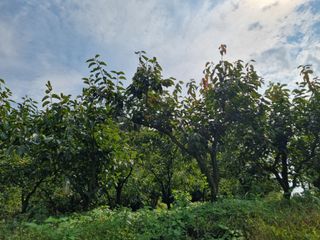 해풍맞은 맛있는 감님의 가을 농장 자랑해주세요🧑‍🌾 · 참여글 작성글 사진