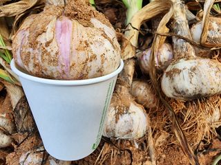 김성원님의 마늘 · 품종•종자 작성글 사진