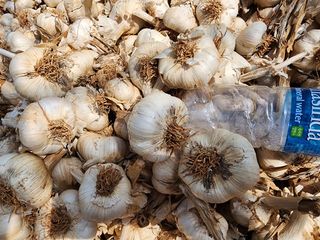 김성원님의 마늘 · 품종•종자 작성글 사진