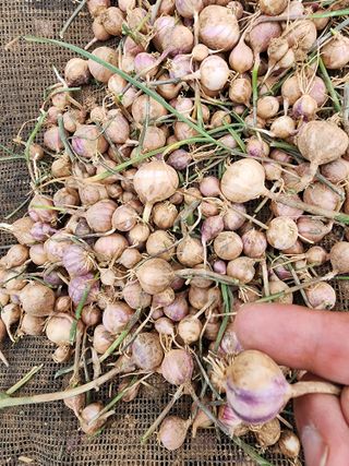 김성원님의 마늘 · 품종•종자 작성글 사진