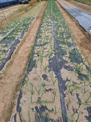 김광수님의 가을 농장 자랑해주세요🧑‍🌾 · 참여글 작성글 사진