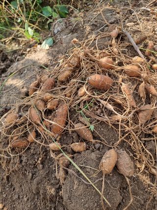 김석중님의 감자 · 자유게시판 작성글 사진