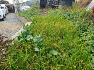 이규영님의 기타작물 · 병해충상담 작성글 사진