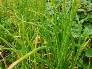 이규영님의 기타작물 · 병해충상담 작성글 사진