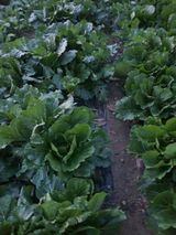 팜모닝 배추·영농일지 게시글 이미지