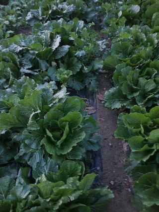 새싹농장님의 배추 · 영농일지 작성글 사진