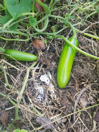 당근한개님의 자유주제 · 자유게시판 작성글 사진