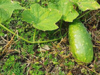 당근한개님의 자유주제 · 자유게시판 작성글 사진