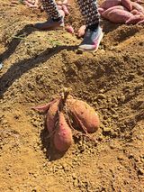 팜모닝 고구마·자유게시판 게시글 이미지