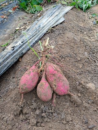 청람정영상님의 고구마 · 자유게시판 작성글 사진