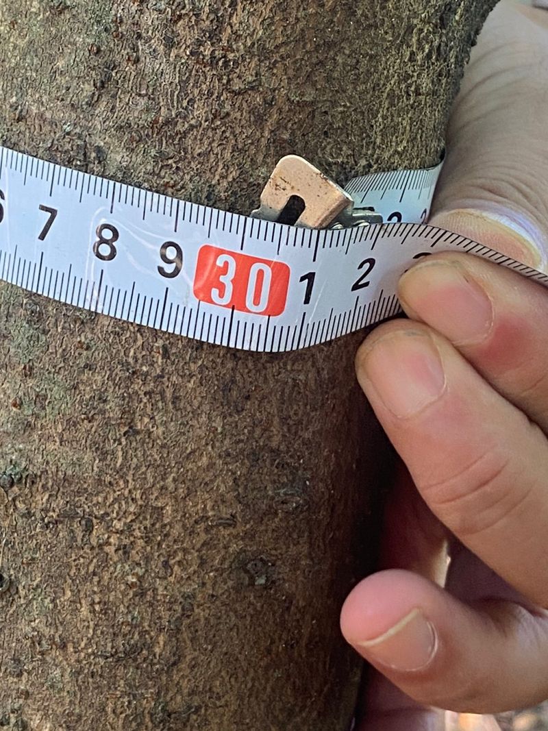 장터 상품 [참죽나무] 썸네일