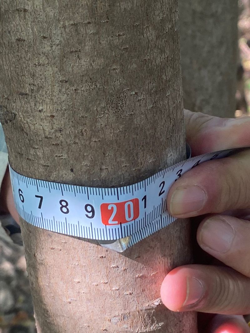 참죽나무 언덕님의 장터 판매 상품 [참죽나무] 첨부 사진