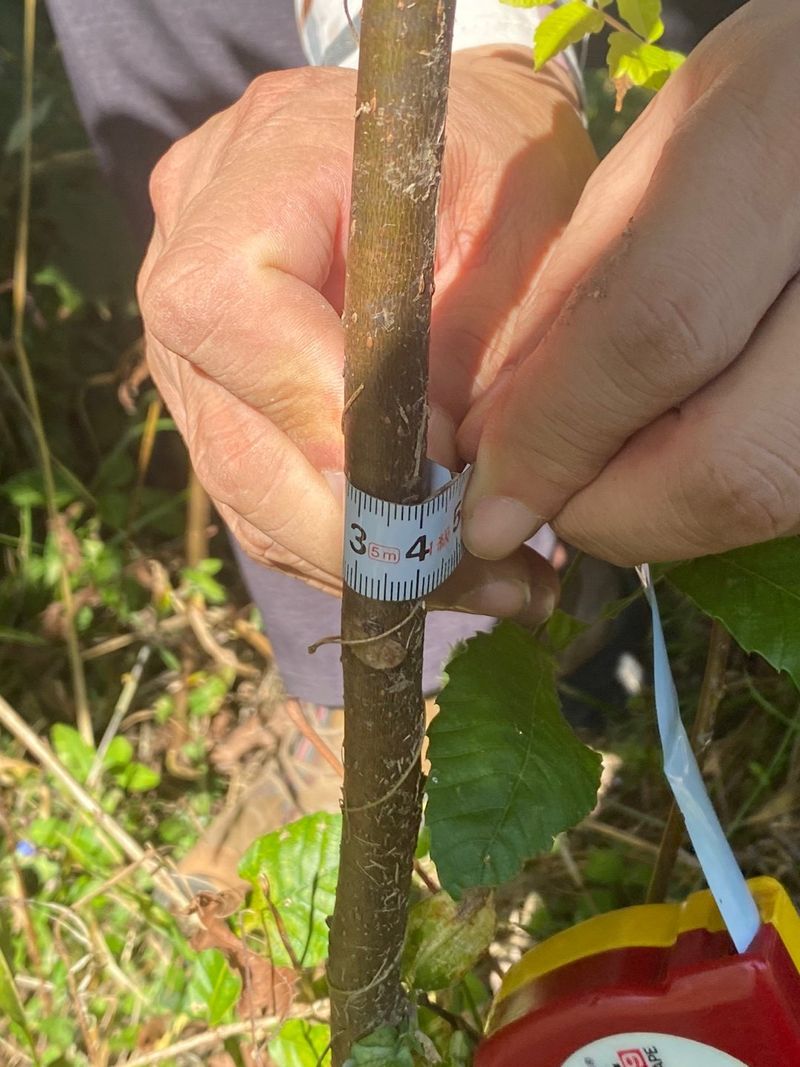 참죽나무 언덕님의 장터 판매 상품 [참죽나무] 첨부 사진