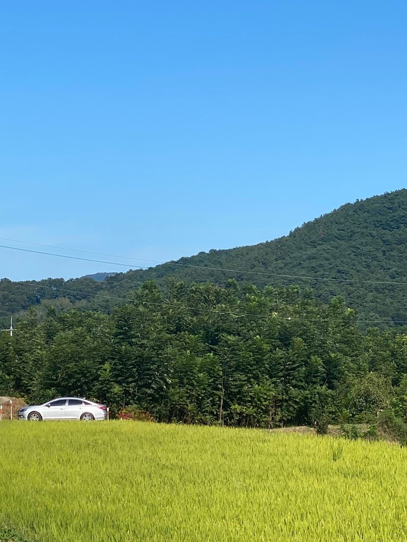 참죽나무 언덕님의 장터 판매 상품 [참죽나무] 첨부 사진