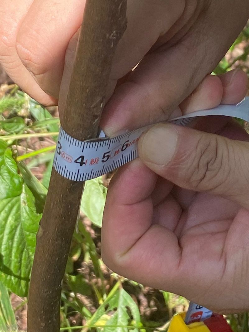 참죽나무 언덕님의 장터 판매 상품 [참죽나무] 첨부 사진