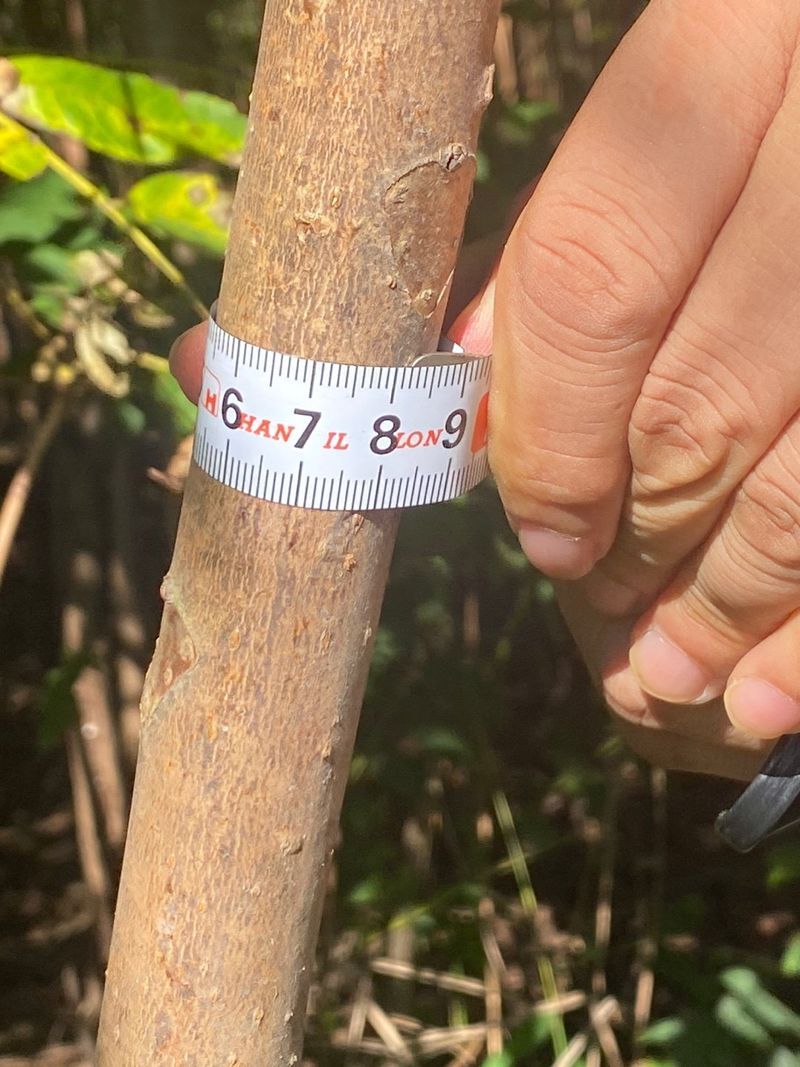 참죽나무 언덕님의 장터 판매 상품 [참죽나무] 첨부 사진