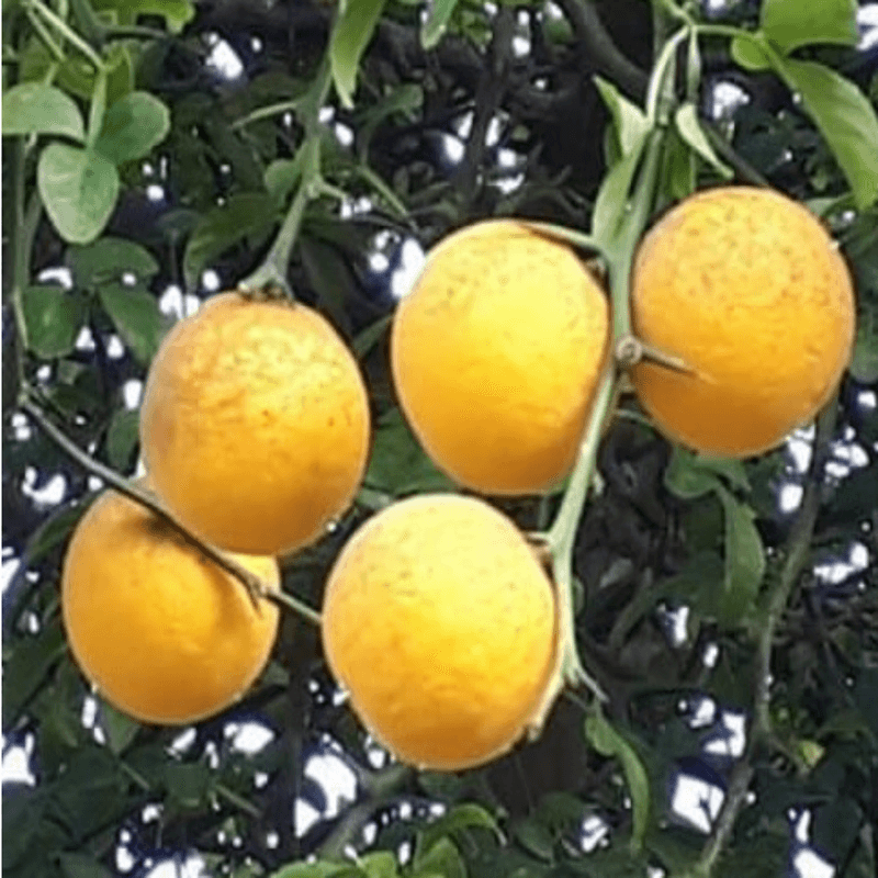 장터 상품 [탱자나무 실생 2년생 묘목 ] 썸네일