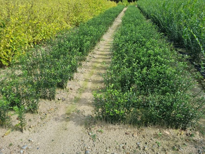 일심묘목농원님의 장터 판매 상품 [탱자나무 실생 2년생 묘목 ] 첨부 사진