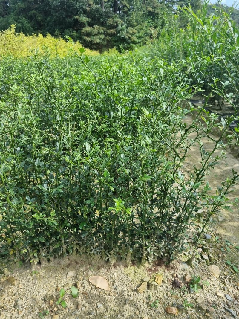 일심묘목농원님의 장터 판매 상품 [탱자나무 실생 2년생 묘목 ] 첨부 사진