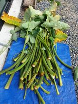 팜모닝 고추·영농일지 게시글 이미지