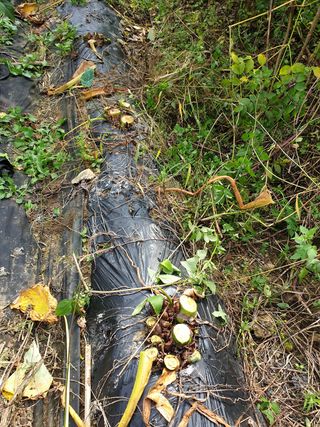 샤이니바다님의 고추 · 영농일지 작성글 사진