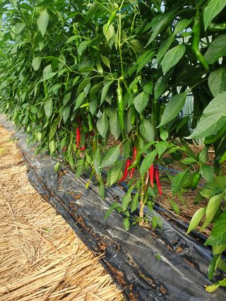 샤이니바다님의 고추 · 영농일지 작성글 사진