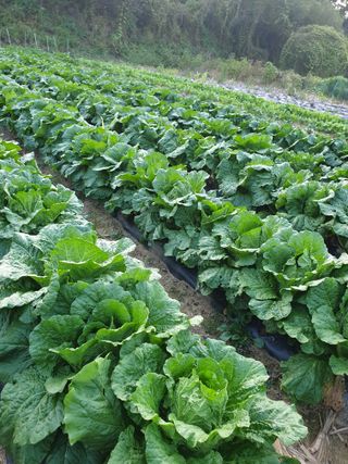샤이니바다님의 가을 농장 자랑해주세요🧑‍🌾 · 참여글 작성글 사진
