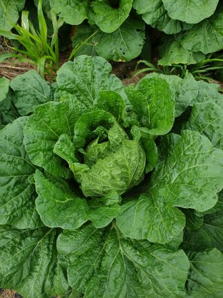 샤이니바다님의 가을 농장 자랑해주세요🧑‍🌾 · 참여글 작성글 사진