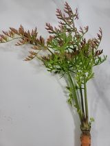 팜모닝 기타작물·병해충상담 게시글 이미지