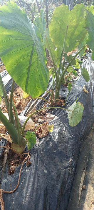 해와 달님의 감자 · 영농일지 작성글 사진