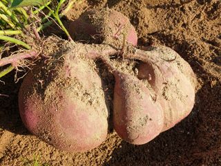 봉순이님의 가을 농장 자랑해주세요🧑‍🌾 · 참여글 작성글 사진
