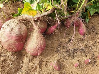 봉순이님의 가을 농장 자랑해주세요🧑‍🌾 · 참여글 작성글 사진