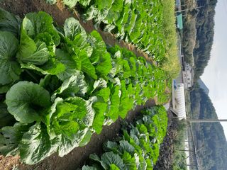 대복그랜맘님의 배추 · 영농일지 작성글 사진