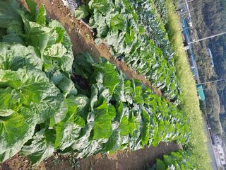 대복그랜맘님의 배추 · 영농일지 작성글 사진