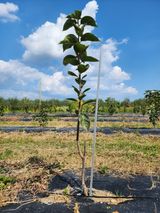 팜모닝 감·자유게시판 게시글 이미지