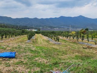 포항태추감님의 감 · 자유게시판 작성글 사진