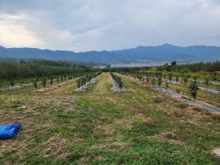 포항태추감님의 감 · 자유게시판 작성글 사진